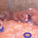 Feli puppies 2007.