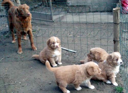Feli puppies 2007.