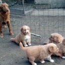 Feli puppies 2007.