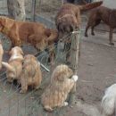 Feli puppies 2007.