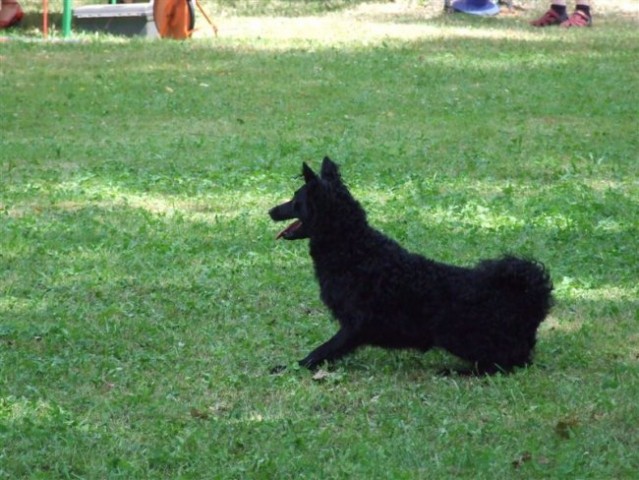 Agility tekma v MS - 25.6.2008 - foto