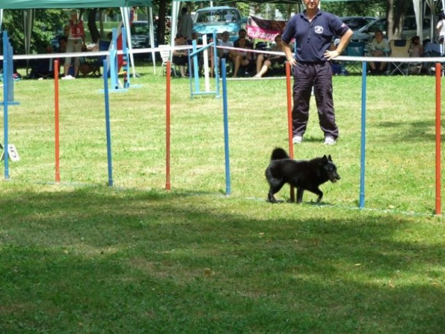 Agility tekma v MS - 25.6.2008 - foto