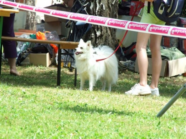 Agility tekma v MS - 25.6.2008 - foto