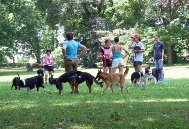 Agility tekma v MS - 25.6.2008 - foto povečava