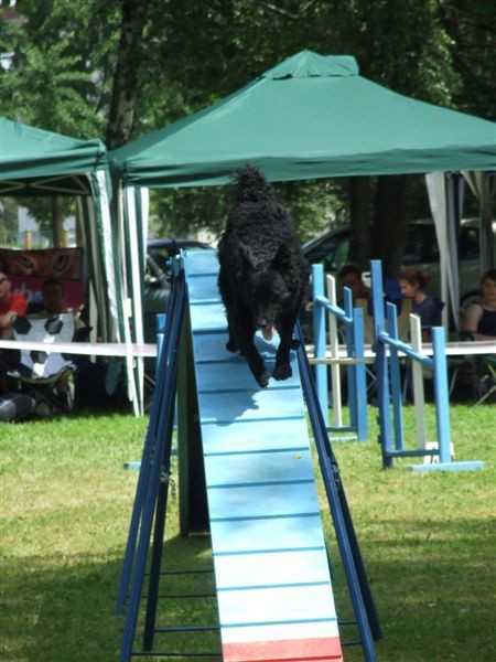 Agility tekma v MS - 25.6.2008 - foto povečava