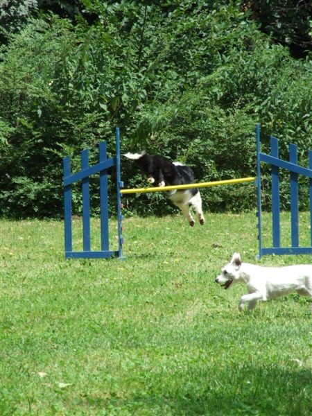 Agility tekma v MS - 25.6.2008 - foto