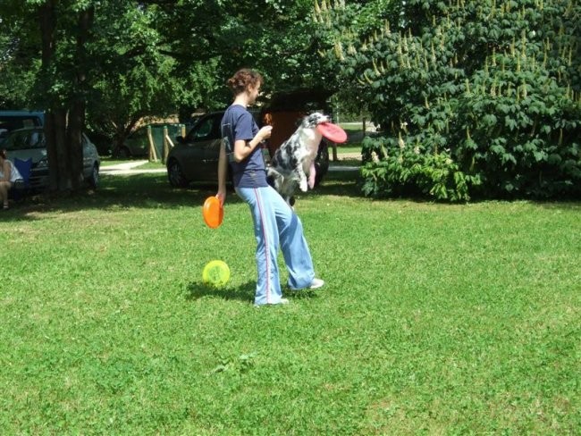 Agility tekma v MS - 25.6.2008 - foto povečava