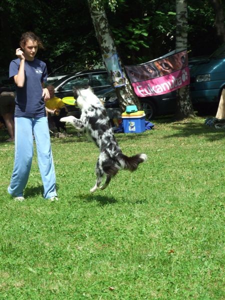 Agility tekma v MS - 25.6.2008 - foto povečava