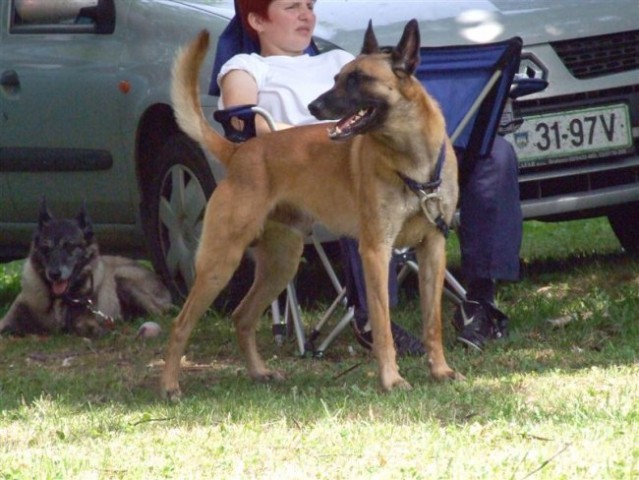 Agility tekma v MS - 25.6.2008 - foto