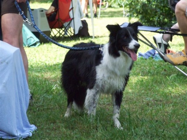 Agility tekma v MS - 25.6.2008 - foto