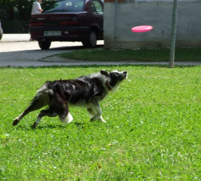 Agility tekma v MS - 25.6.2008 - foto povečava