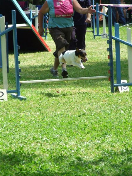 Agility tekma v MS - 25.6.2008 - foto povečava