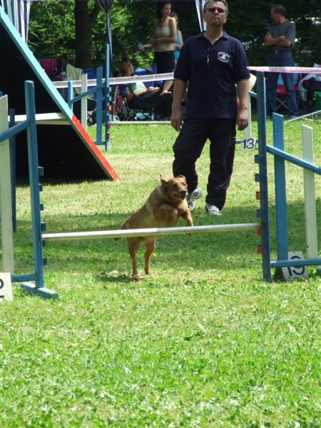 Agility tekma v MS - 25.6.2008 - foto
