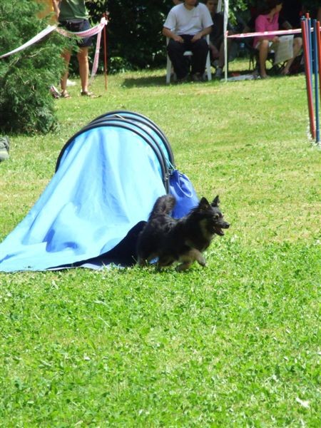 Agility tekma v MS - 25.6.2008 - foto