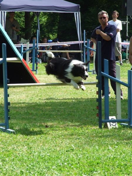Agility tekma v MS - 25.6.2008 - foto