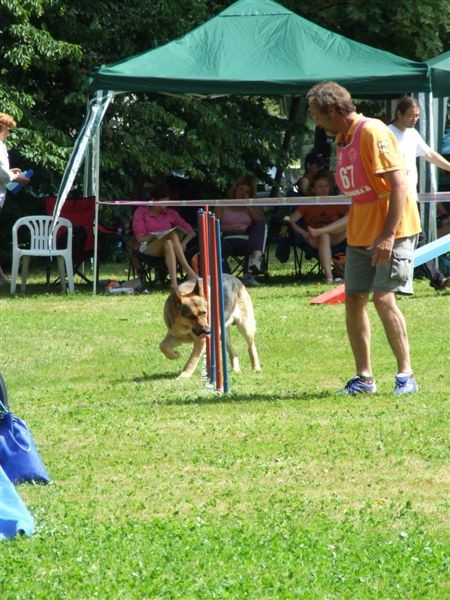 Agility tekma v MS - 25.6.2008 - foto povečava