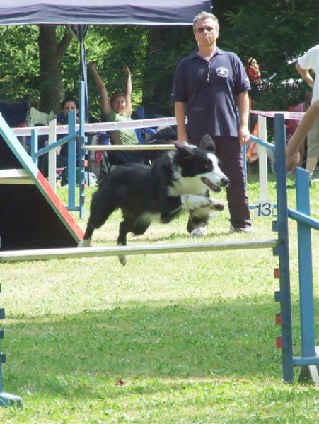 Agility tekma v MS - 25.6.2008 - foto povečava