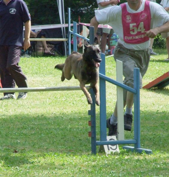 Agility tekma v MS - 25.6.2008 - foto povečava