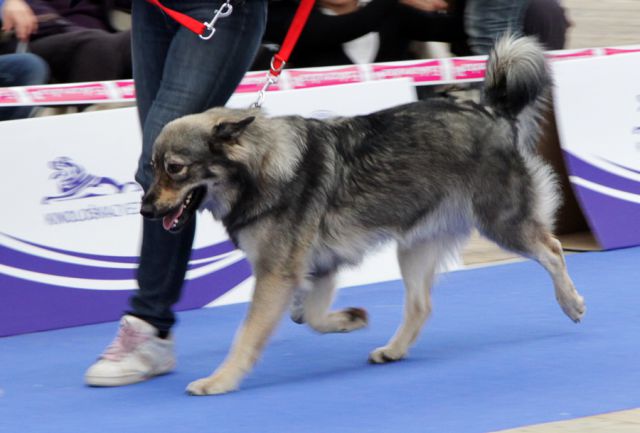 Evropska razstava psov Celje - 2. 10. 2010 - foto