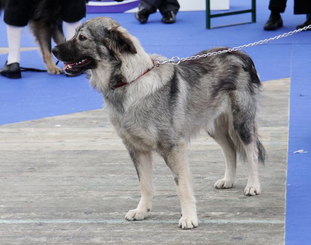 Evropska razstava psov Celje - 2. 10. 2010 - foto