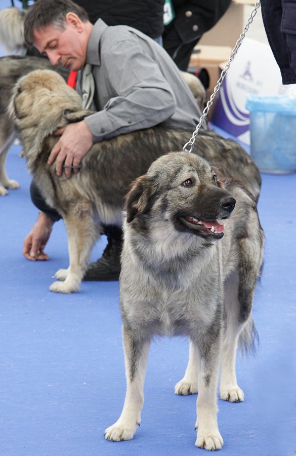 Evropska razstava psov Celje - 2. 10. 2010 - foto povečava