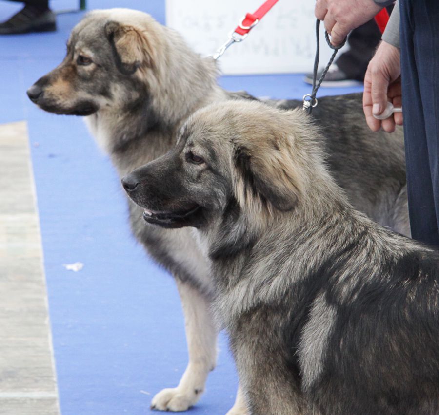 Evropska razstava psov Celje - 2. 10. 2010 - foto povečava