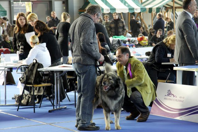 CACIB Ljubljana 15.1.2011 - foto