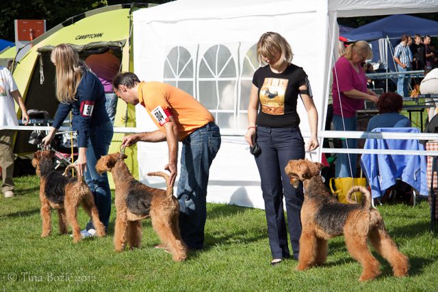 CACIB Maribor, 22. 9. 2012 - foto