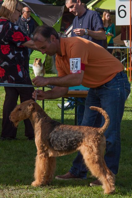 CACIB Maribor, 22. 9. 2012 - foto