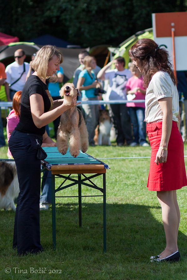 CACIB Maribor, 22. 9. 2012 - foto povečava