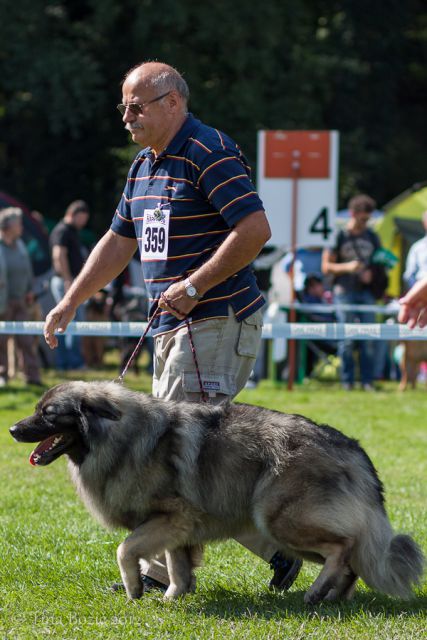 CACIB Maribor, 22. 9. 2012 - foto