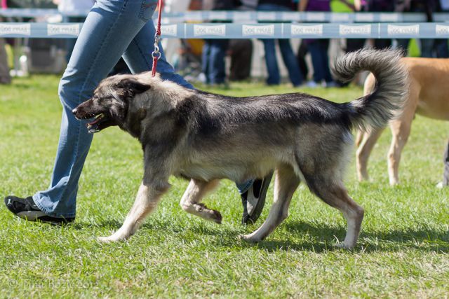 CACIB Maribor, 22. 9. 2012 - foto