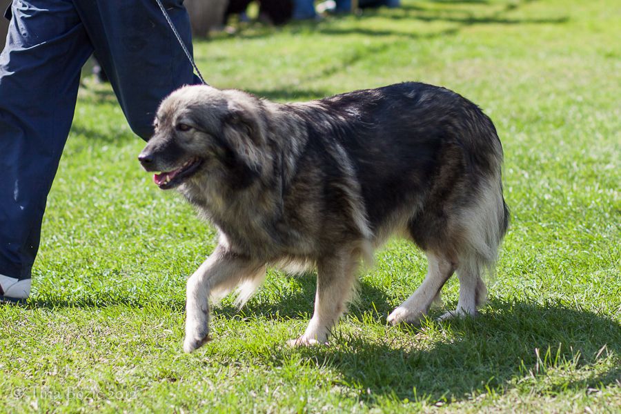 CACIB Maribor, 22. 9. 2012 - foto povečava