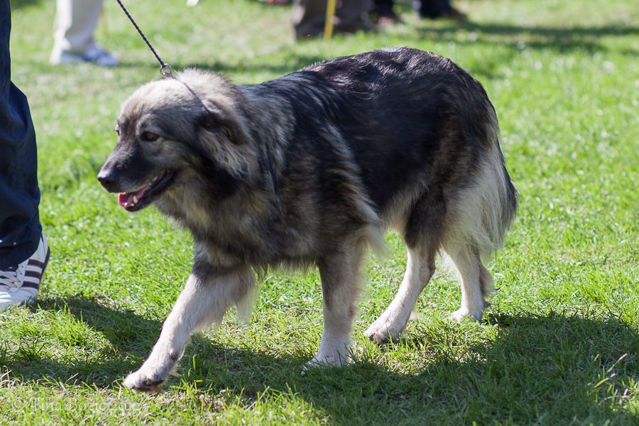 CACIB Maribor, 22. 9. 2012 - foto povečava