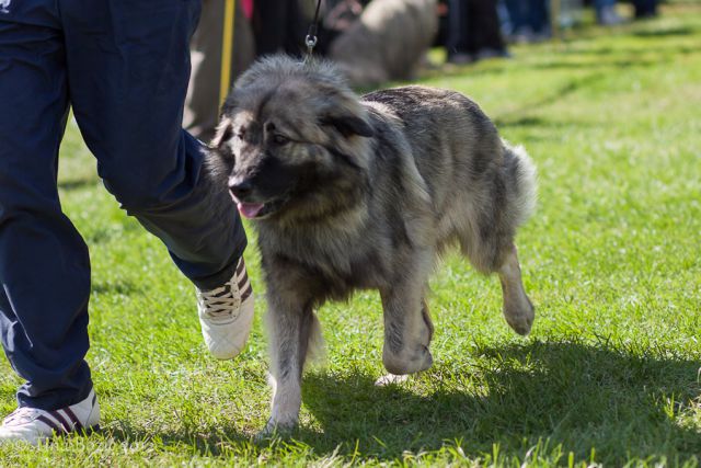 CACIB Maribor, 22. 9. 2012 - foto