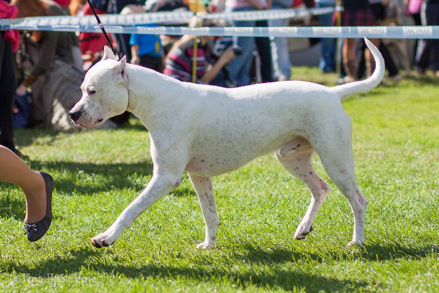 CACIB Maribor, 22. 9. 2012 - foto povečava