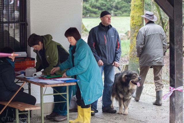 Vzrejni pregled na KD Domžale, 6.4.2013 - foto