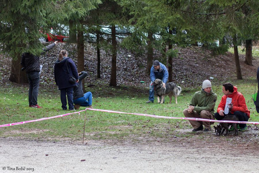 Vzrejni pregled na KD Domžale, 6.4.2013 - foto povečava