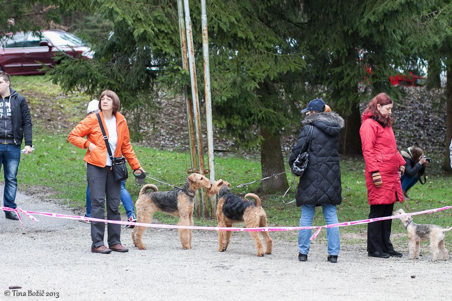 Vzrejni pregled na KD Domžale, 6.4.2013 - foto povečava