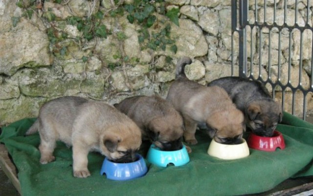 Mladiči kraškega ovčrja križani z labradorcem - foto