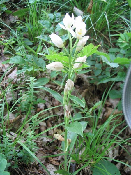 Bleda naglavka - Cephalanthera damasonium
Ogrožena vrsta po slovenskem rdečem seznamu.