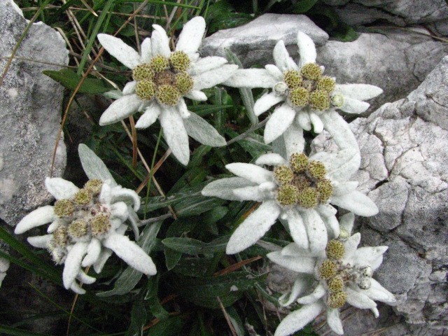 Leontopodium alpinum - Planika 


Avtor: arena
rastline.mojforum.si