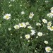 Leucanthemum ircutianum - Navadna ivanjščica Avtor: katrinca
rastline.mojforum.si