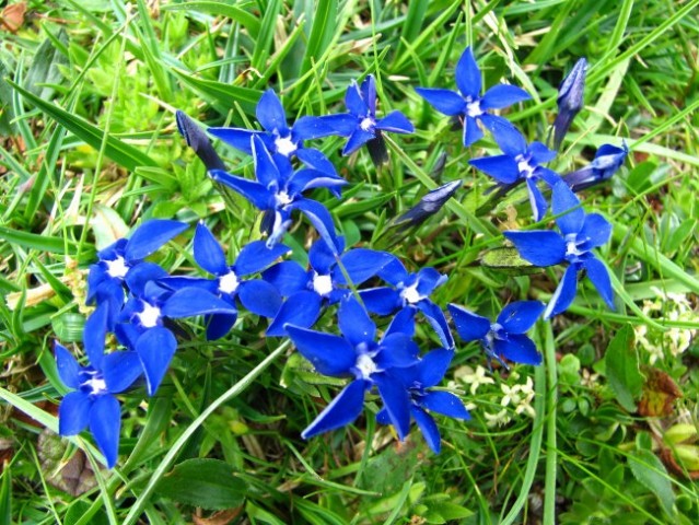 Spomladanski
svišč - Campanula verna


Avtor: Arena