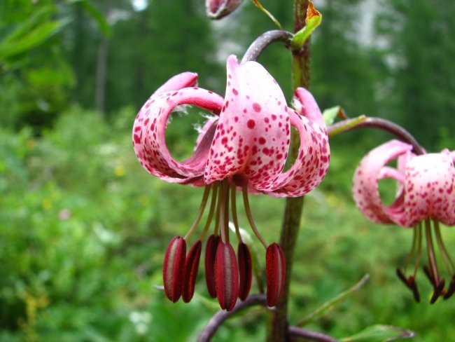 Lilijevke - foto povečava