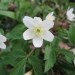 Podlesna veternica - Anemone nemorosa
Avtor:arena