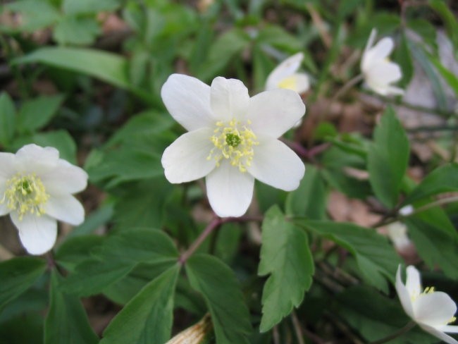 Podlesna veternica - Anemone nemorosa
Avtor:arena