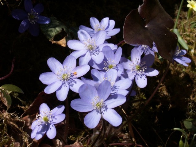 Navadni jeternik - Hepatica nobilis Mill
Avtor:arena