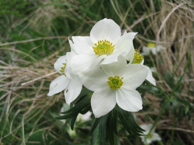 Alpski kosmatinec - Pulsatilla alpina
Avtor:arena