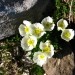 Traunfellnerjeva zlatica - Ranunculus traunfellneri
Avtor:arena